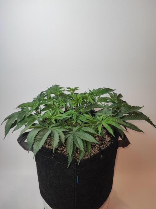 AC Infinity 3x3 grow. Week 5 - Uvaz