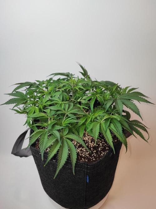 AC Infinity 3x3 grow. Week 5 - Blueberry Pancakes