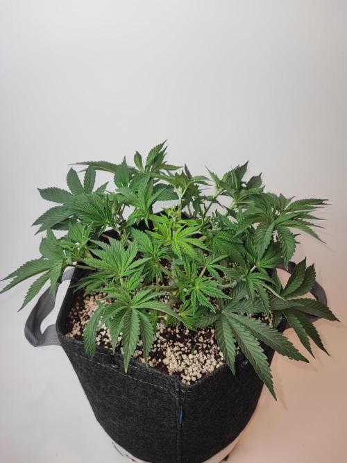 AC Infinity 3x3 grow. Week 5 - Rainbow Melon