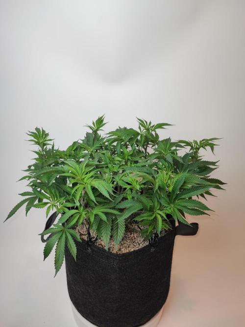 AC Infinity 3x3 grow. Week 6 - Uvaz