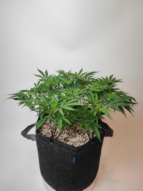 AC Infinity 3x3 grow. Week 6 - Blueberry Pancakes