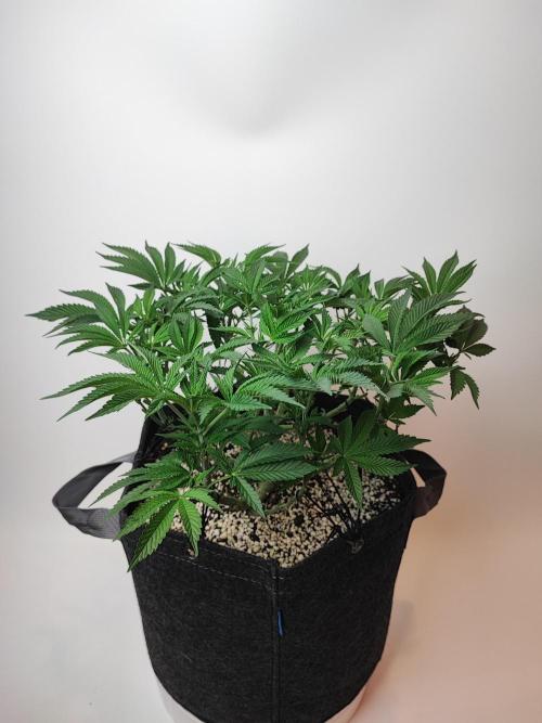 AC Infinity 3x3 grow. Week 6 - Rainbow Melon