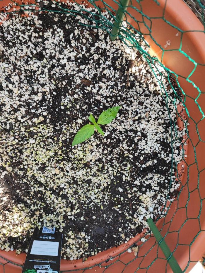 Outdoor Fastbuds grow 2026. Week 0 - Strawberry Banana germination 1.6. 2026
