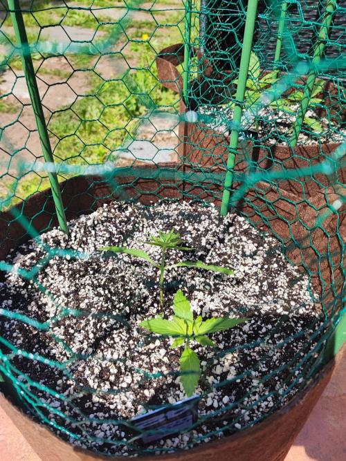 Outdoor Fastbuds grow 2026. Week 1 - Orange Sherbet week 1