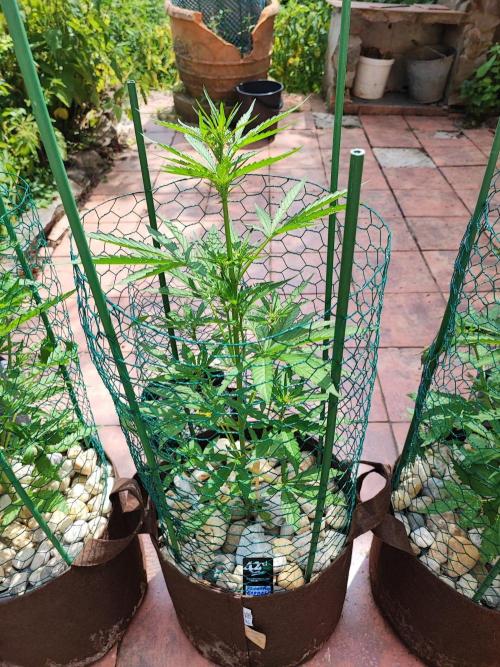 Outdoor Fastbuds grow 2026. Week 4 - Pineapple Express week 4