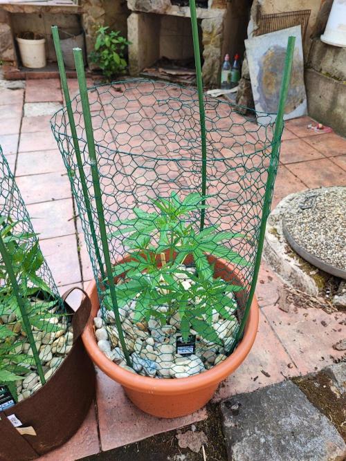 Outdoor Fastbuds grow 2026. Week 4 - Strawberry Banana week 4