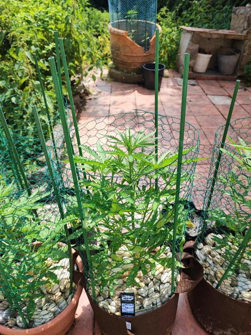 Outdoor Fastbuds grow 2026. Week 4 - Tangie week 4