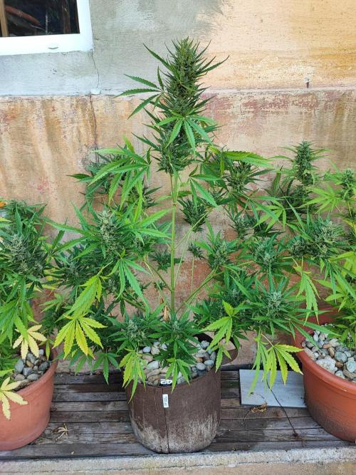 Outdoor Fastbuds grow 2026. Week 7 - Orange Sherbet