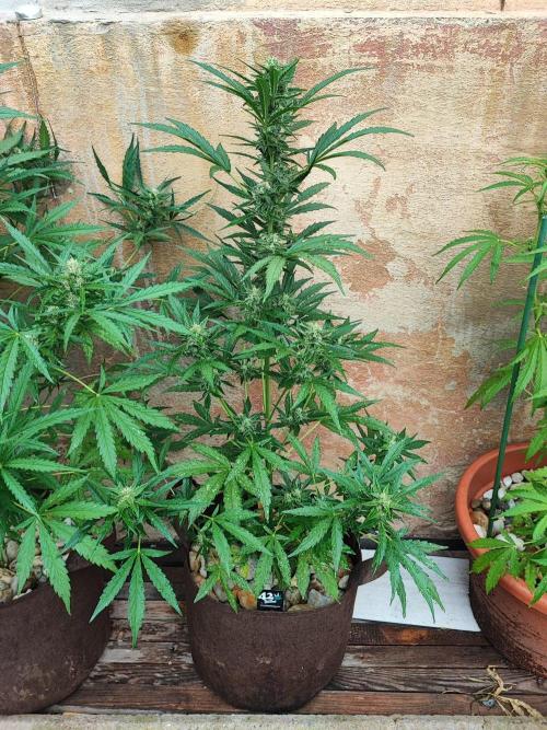 Outdoor Fastbuds grow 2026. Week 7 - Pineapple Express