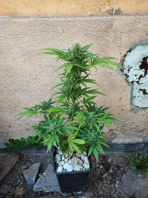 Outdoor Fastbuds grow 2026. Week 7 - Zkittlez no. 2