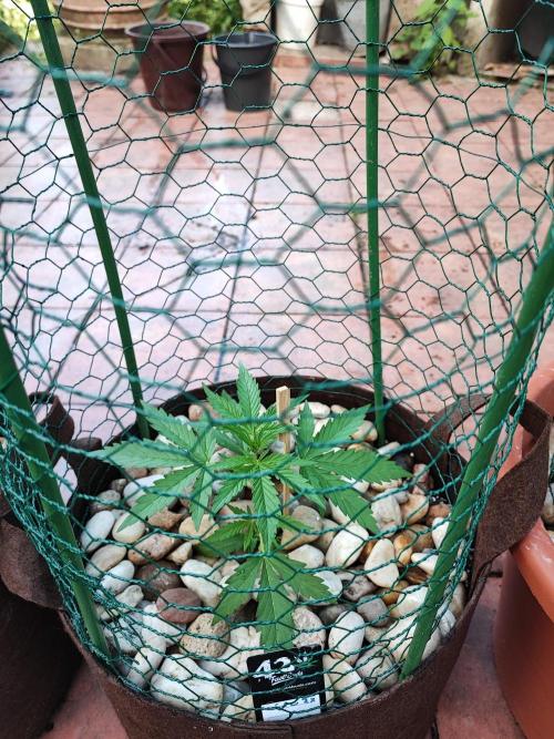 Outdoor Fastbuds grow 2026. Week 2 - GSC
