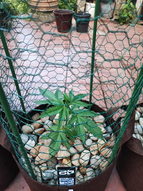 Outdoor Fastbuds grow 2026. Week 2 - Orange Sherbet