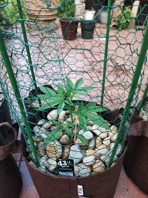 Outdoor Fastbuds grow 2026. Week 2 - Pineapple Express