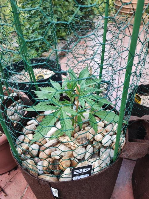 Outdoor Fastbuds grow 2026. Week 2 - Tangie