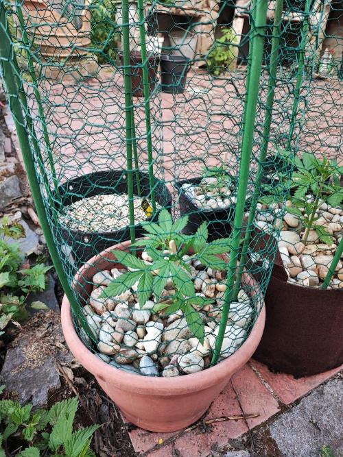 Outdoor Fastbuds grow 2026. Week 2 - Zkittlez