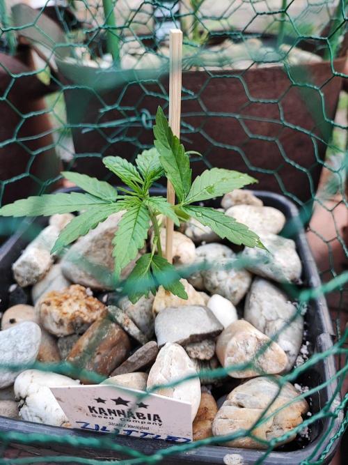 Outdoor Fastbuds grow 2026. Week 2 - Zkittlez no.2
