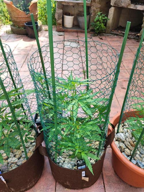 Outdoor Fastbuds grow 2026. Week 3 - GSC