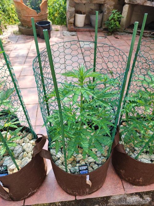 Outdoor Fastbuds grow 2026. Week 3 - Orange Sherbet