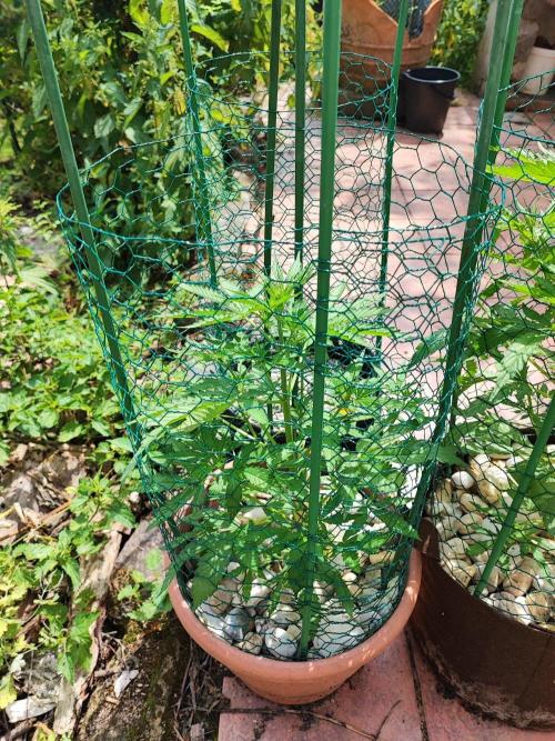 Outdoor Fastbuds grow 2026. Week 3 - Zkittlez