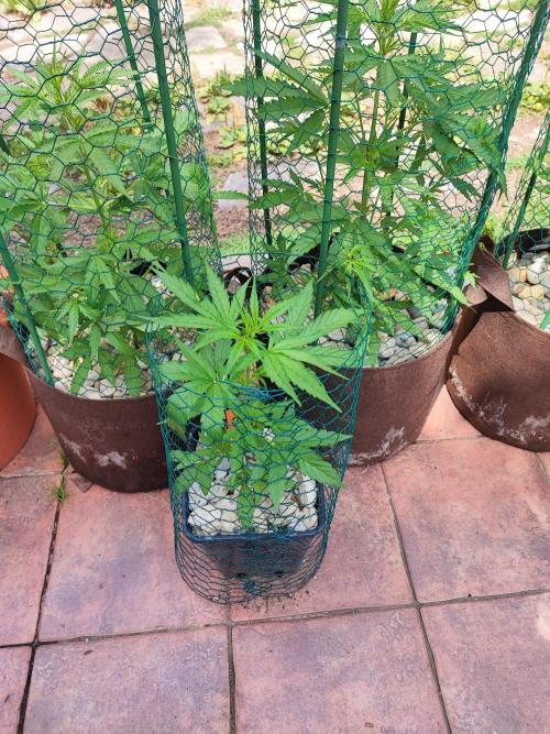 Outdoor Fastbuds grow 2026. Week 3 - Zkittlez no.2