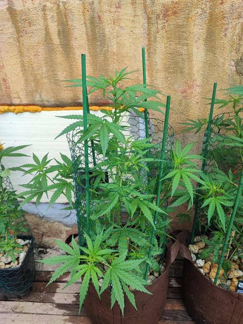 Outdoor Fastbuds grow 2026. Week 5 - GSC