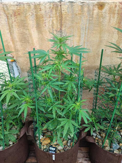 Outdoor Fastbuds grow 2026. Week 5 - Orange Sherbet