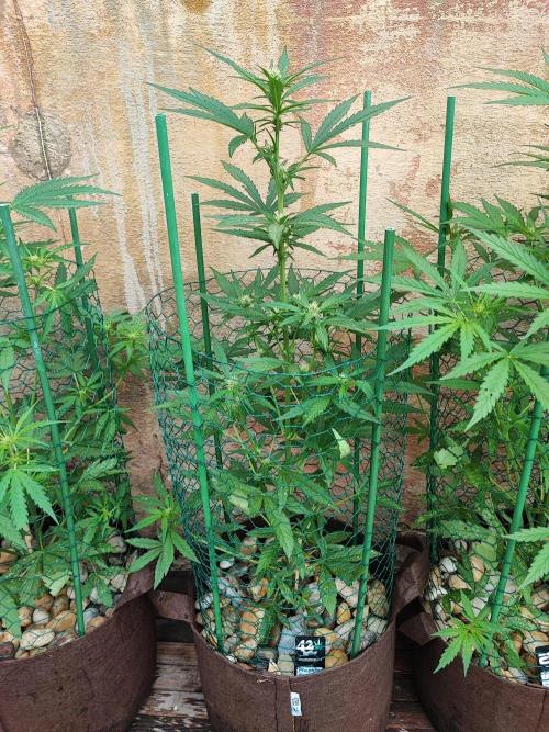 Outdoor Fastbuds grow 2026. Week 5 - Pineapple Express