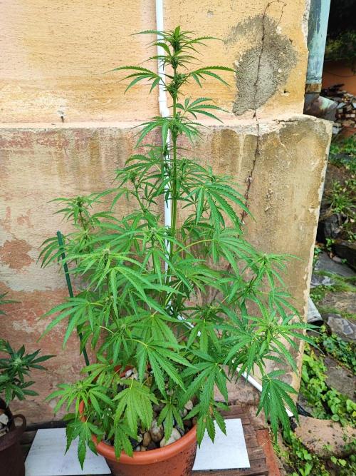 Outdoor Fastbuds grow 2026. Week 5 - Strawberry Banana