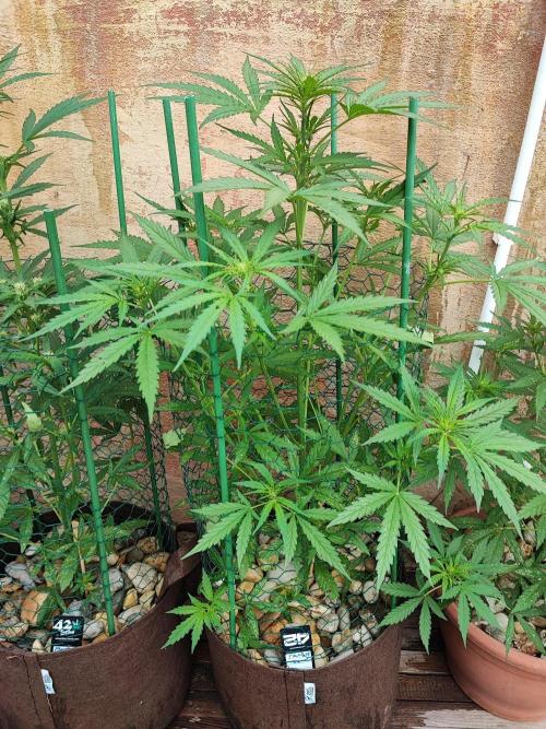 Outdoor Fastbuds grow 2026. Week 5 - Tangie