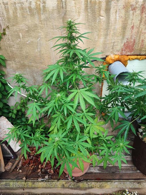 Outdoor Fastbuds grow 2026. Week 5 - Zkittlez