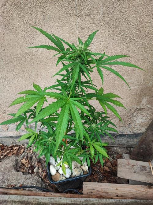 Outdoor Fastbuds grow 2026. Week 5 - Zkittlez no.2