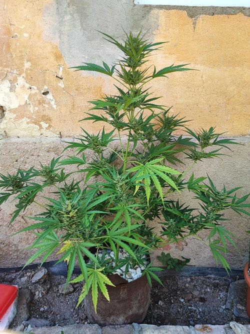 Outdoor Fastbuds grow 2026. Week 6 - GSC