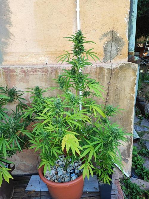 Outdoor Fastbuds grow 2026. Week 6 - Strawberry Banana