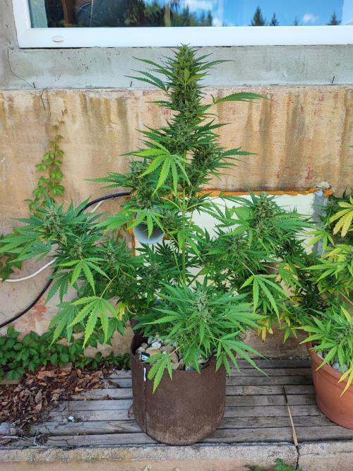 Outdoor Fastbuds grow 2026. Week 6 - Tangie
