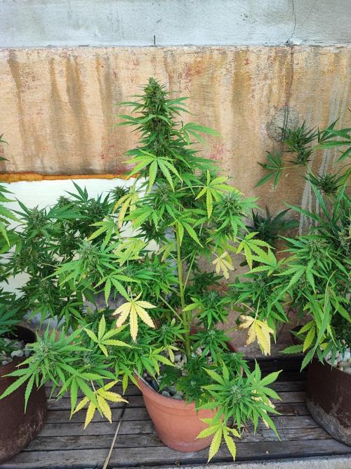 Outdoor Fastbuds grow 2026. Week 6 - Zkittlez