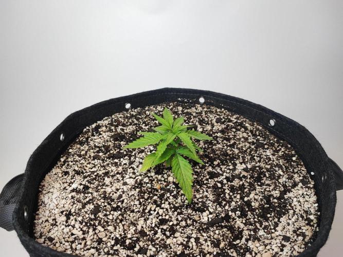 SF G5000 grow. Week 1 - Blueberry Muffin day 7