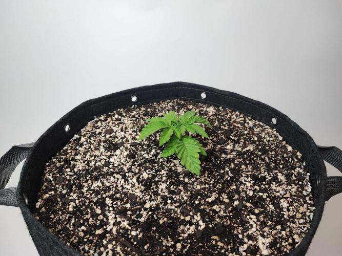 SF G5000 grow. Week 1 - Purple Sunset 2 day 7