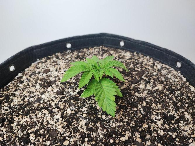SF G5000 grow. Week 1 - Purple Sunset 2 day 7