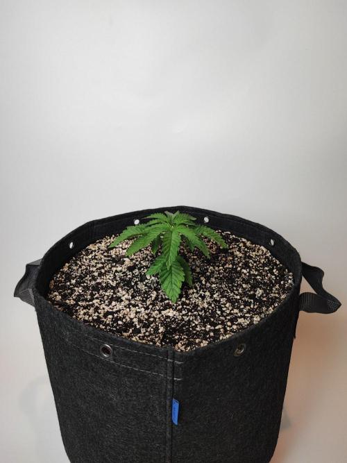 SF G5000 grow. Week 2 - Purple Sunset 2
day 14