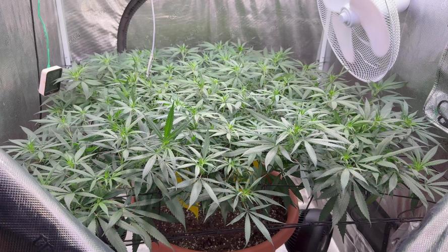 Single Plant 4x4