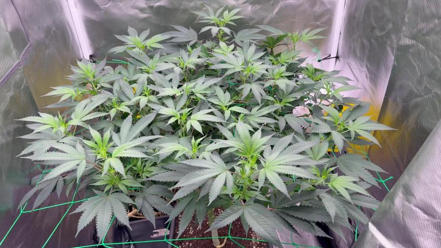 1 Plant Scrog 2.5x2.5 | SuperSilverHaze