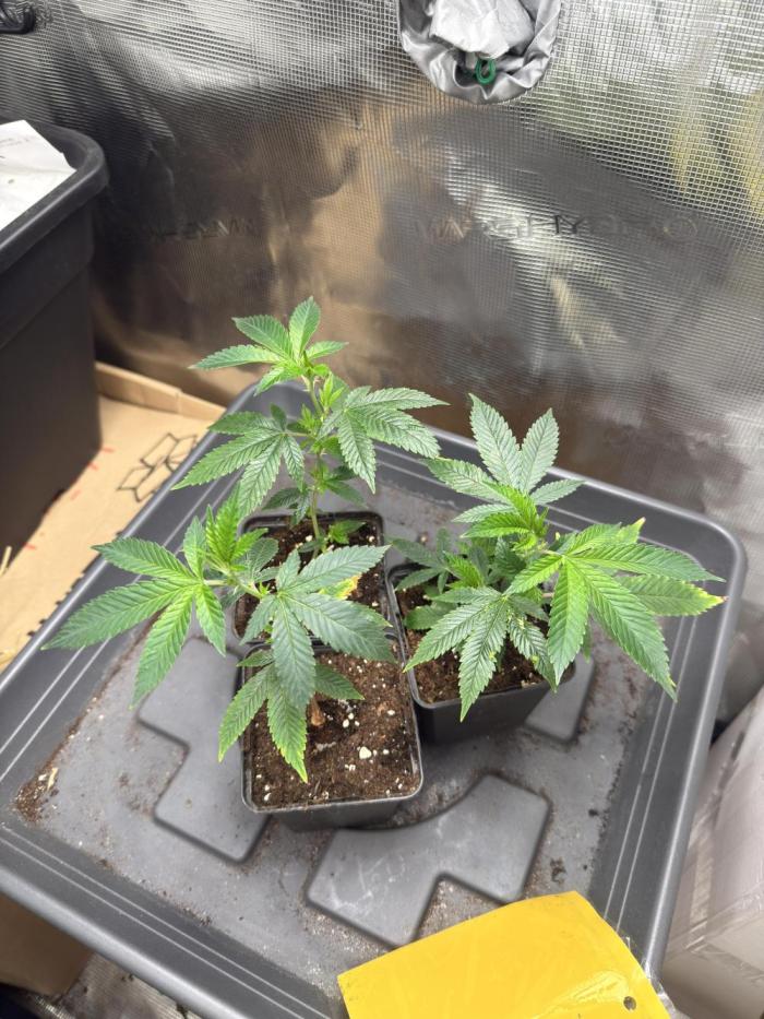 Efficent Autopot Run. Week 0