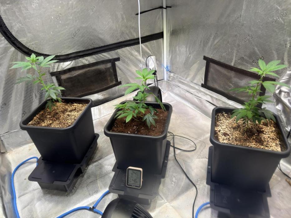Efficent Autopot Run. Week 1