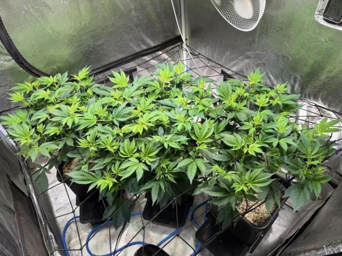 Efficent Autopot Run. Week 5