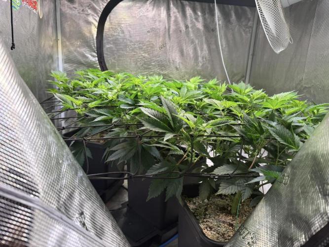 Efficent Autopot Run. Week 5