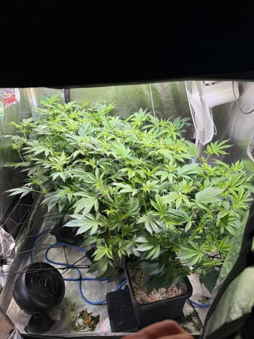 Efficent Autopot Run. Week 6 - crazy stretch 