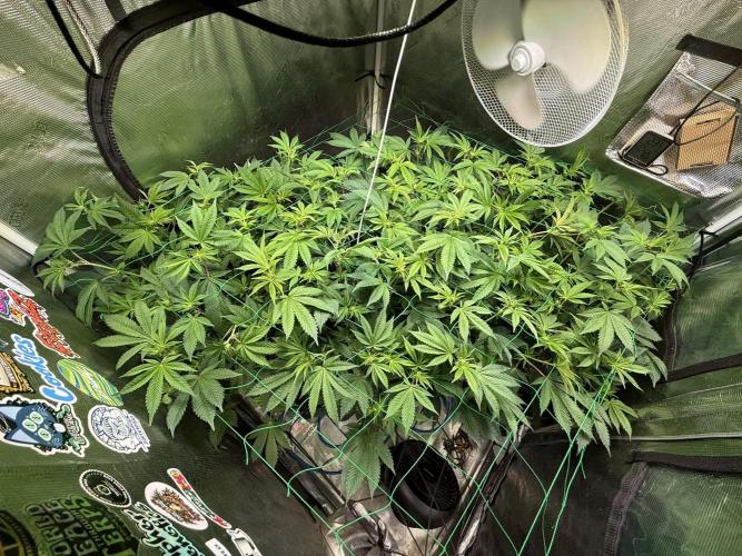 Efficent Autopot Run. Week 6