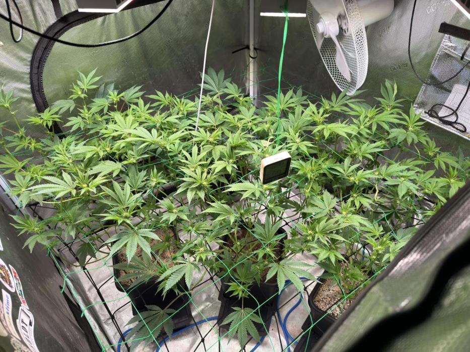 Efficent Autopot Run. Week 7