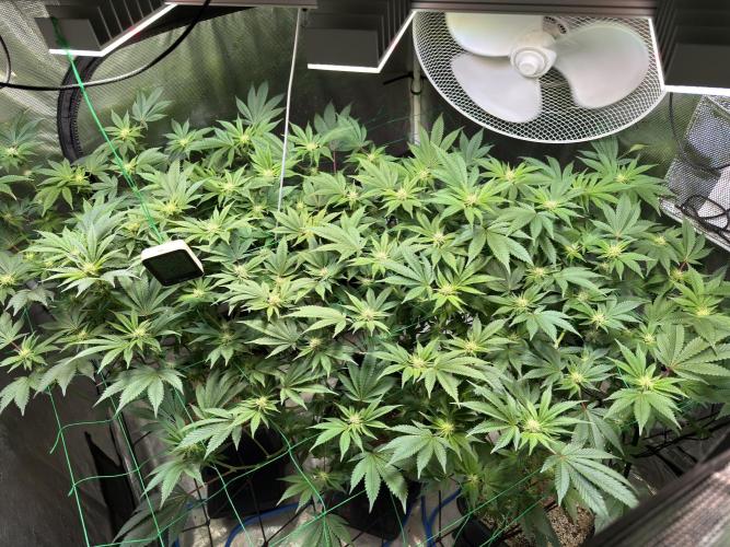 Efficent Autopot Run. Week 8