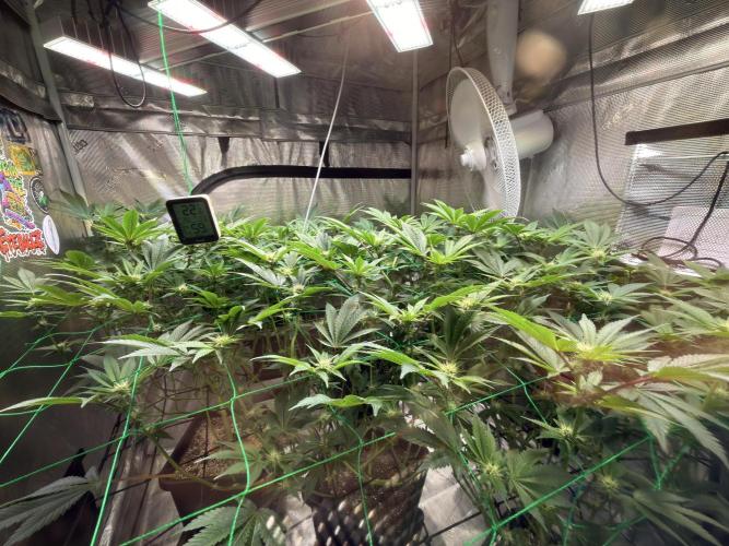 Efficent Autopot Run. Week 8